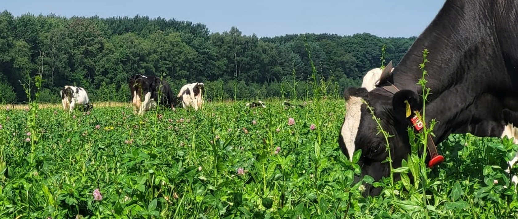 “Is grasland met veel kruiden beter voor mijn bodem?”
